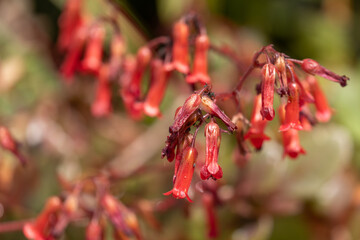 Firecracker plant, wild red flower in green background
