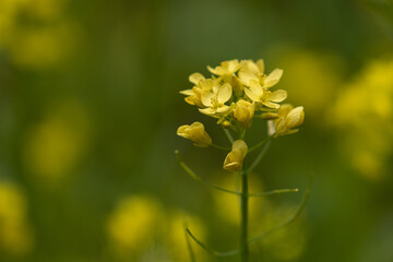 Obraz premium Yellow turnip, yellow flower in green background