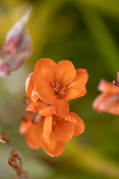 Bulbil Bugle-Lily, wild orange flower in green background