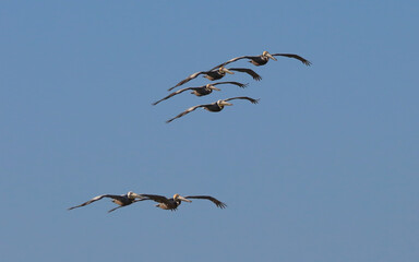 Pelicans Flying in Formation in Daytona Beach