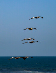 Pelicans Soaring over Daytona Beach