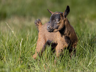 Baby goat standing in the grassy field