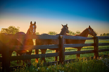Group of horses standing along wooden fence with sun flare. - Powered by Adobe