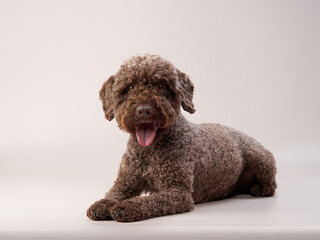 lagotto romagnolo on a beige background. Portrait of a funny puppy in the studio