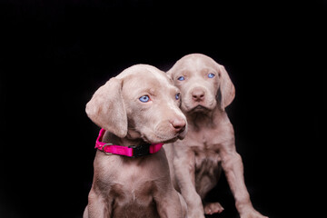 Weimaraner puppies on a pink leash with a black background.