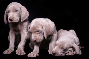 Fototapeta na wymiar Three Weimaraner puppies looking at the camera with a black background.