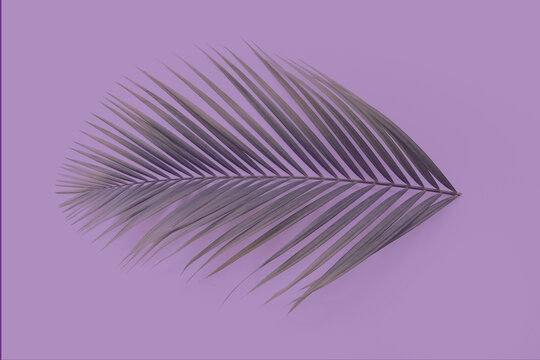 palm leaf on purple background color style