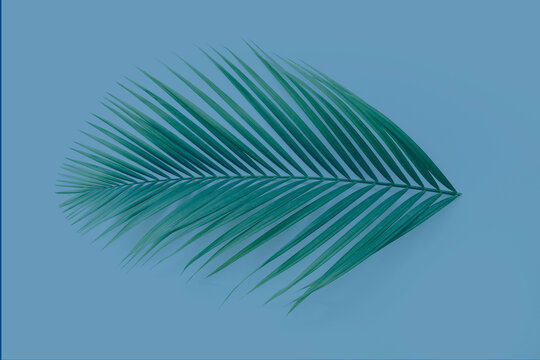 palm leaf on blue background color style