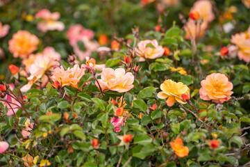 Decorative rose bushes in the garden. Multicolored blooming roses.