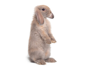 Brown cute rabbit standing  on white background. Lovely action of holland lop rabbit.