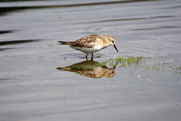 Baird's sandpiper (Calidris bairdii) wading in Lago Mojanda outside of Otavalo, Ecuador