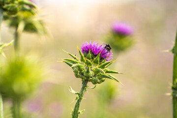 Close-up of Milk thistle (Silybum marianum)