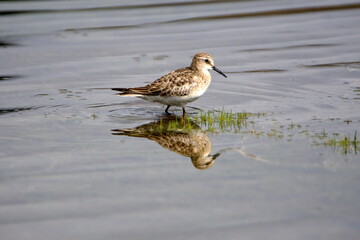 Baird's sandpiper (Calidris bairdii) wading in Lago Mojanda outside of Otavalo, Ecuador