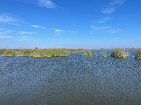 Ventura California Marsh