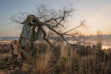 Dead broken tree at a fen at sunrise at nature reserve Hatertse Vennen in the Netherlands