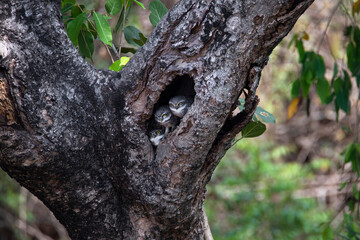 Spotted owlets perched on a tree hole