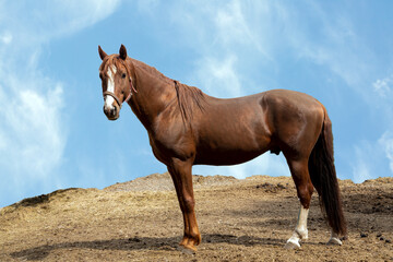 Beautiful horse stands against the blue sky with copy space