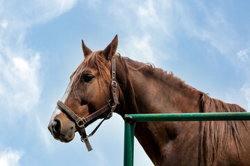 Horse head on blue sky background with copy space