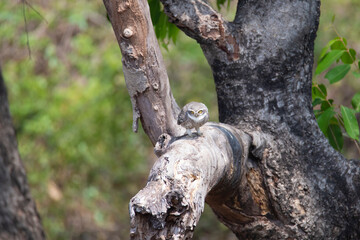 Spotted owlet perched on a tree