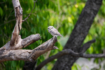 Spotted owlet perched on a tree