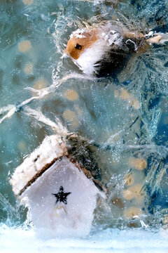 Cristmas card with bird in ice block