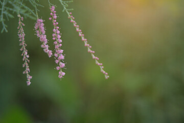 Closeup of tiny purple flower blossom in the yellow sunlight on green nature background.