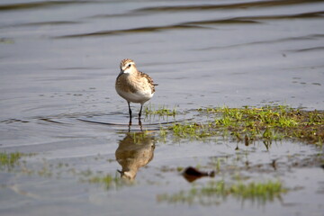 Baird's sandpiper (Calidris bairdii) wading in Lago Mojanda outside of Otavalo, Ecuador