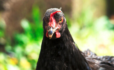 Rooster facing