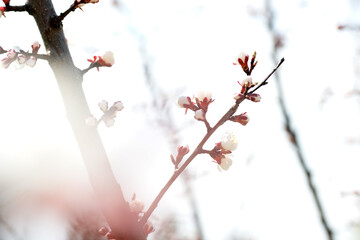 Blooming apricot in spring on a sunny day