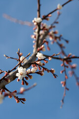 Blooming apricot in spring on a sunny day