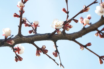 Blooming apricot in spring on a sunny day