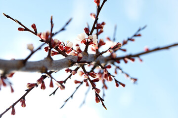 Blooming apricot in spring on a sunny day