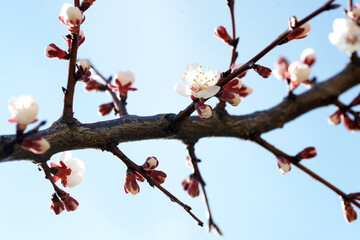 Blooming apricot in spring on a sunny day