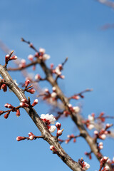 Blooming apricot in spring on a sunny day