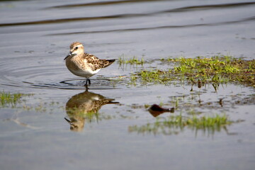 Baird's sandpiper (Calidris bairdii) wading in Lago Mojanda outside of Otavalo, Ecuador