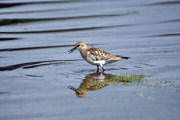Baird's sandpiper (Calidris bairdii) wading in Lago Mojanda outside of Otavalo, Ecuador