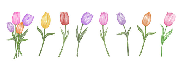 Set of tulip illustrations, watercolor graphics on white backgrounds for cards, posters, postcards, digital prints, crafts, scrapbooks, and more.
