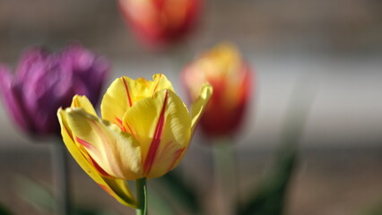 blooming tulips in spring in the garden