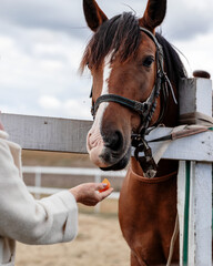Obraz premium Elderly woman communicates with riding horse. Old person feeding animal from hand
