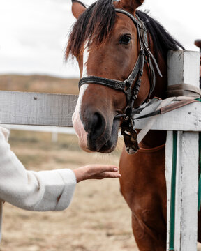 Elderly woman communicates with riding horse. Animal eating from person hand