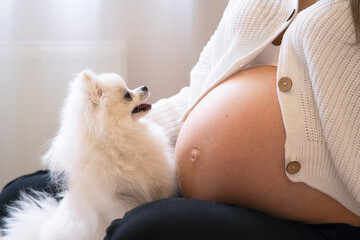 Young pregnant woman waiting for a baby resting on the bed, belly close-up, Pomeranian dog nearby