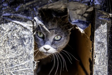 Street abandoned cats