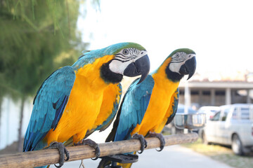 Macaw parrot. Cute macaw standing on the branch. The portrait of Blue Gold Macaw.