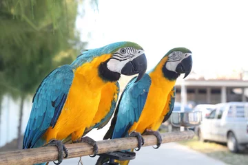 Papier peint photo Perroquet Macaw parrot. Cute macaw standing on the branch. The portrait of Blue Gold Macaw.  © Thirawatana