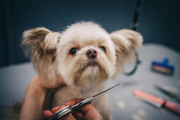 Grooming a dog in a grooming salon. Animal care.