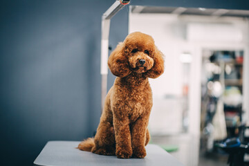 Grooming a dog in a grooming salon. Animal care.