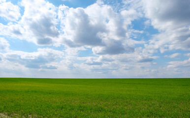 Green wheat field in Ukraine. Wallpaper. Copy space. 