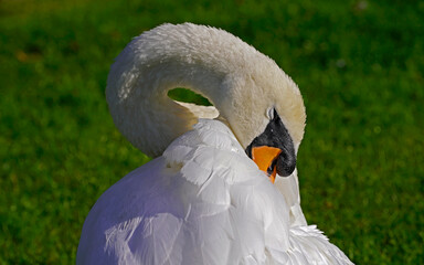  swan on a meadow in Odense