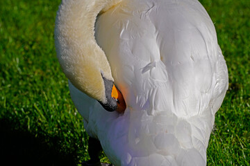  swan on a meadow in Odense