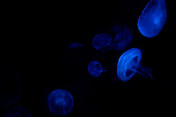 Blue Jellyfish in a tank 